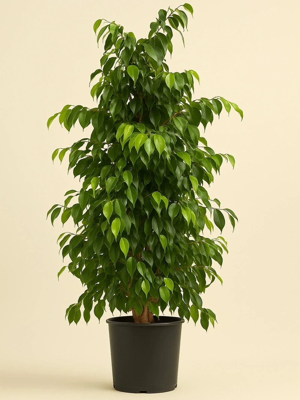 Ficus Benjamin